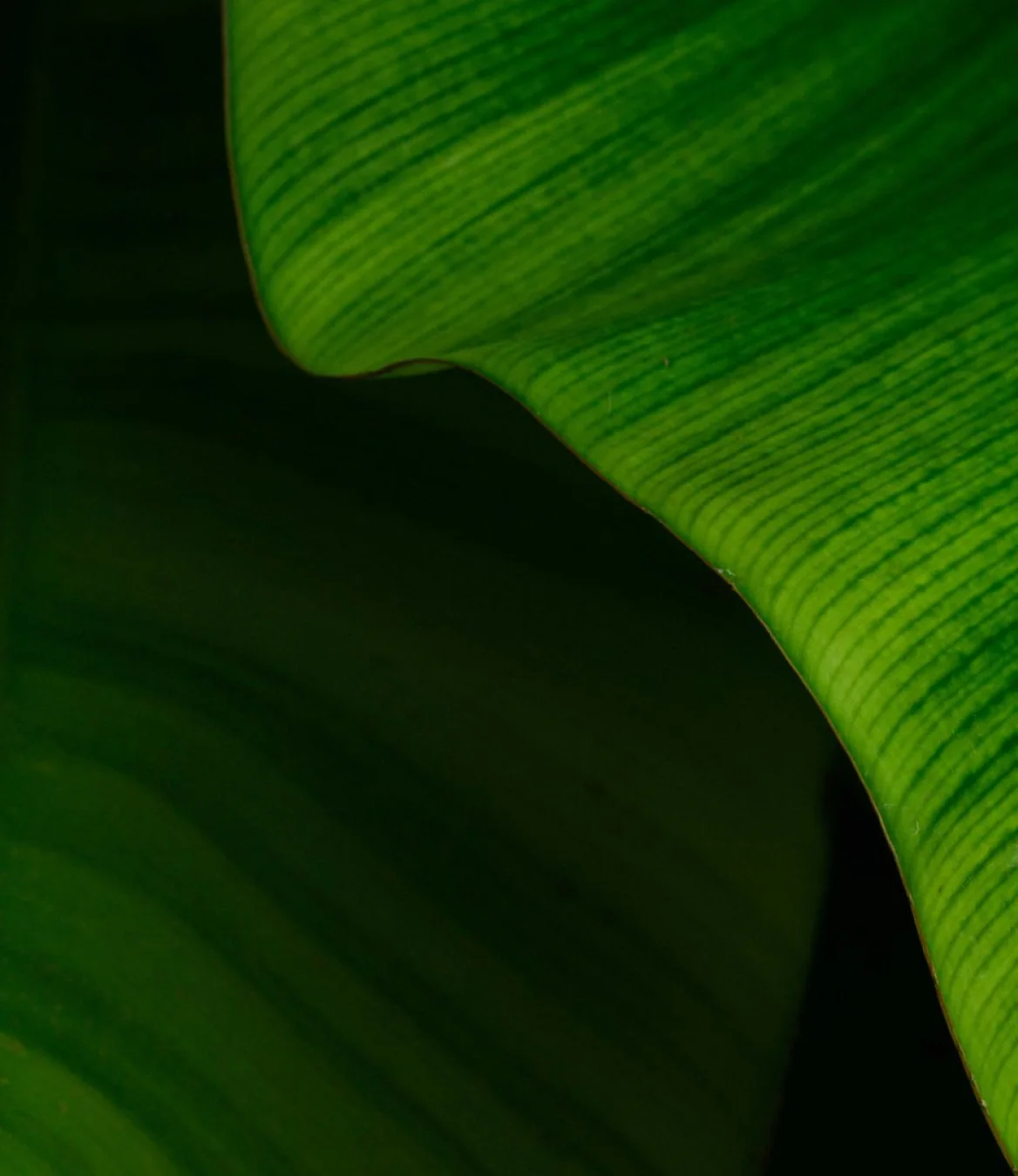 Close crop of a green leaf, used across the Manulife sustainability pages.